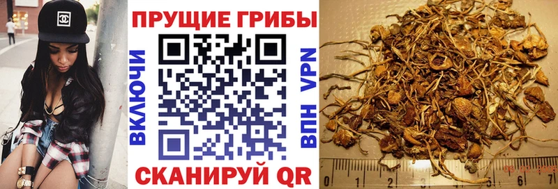 купить наркоту  Солигалич  blacksprut онион  Псилоцибиновые грибы Psilocybine cubensis 